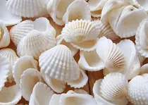 Seashell powder use and powder making equipment